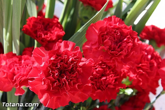 El PP de Totana valora 'muy positivamente' la reducción del IVA al 10% para flores y plantas en los productores del Guadalentín