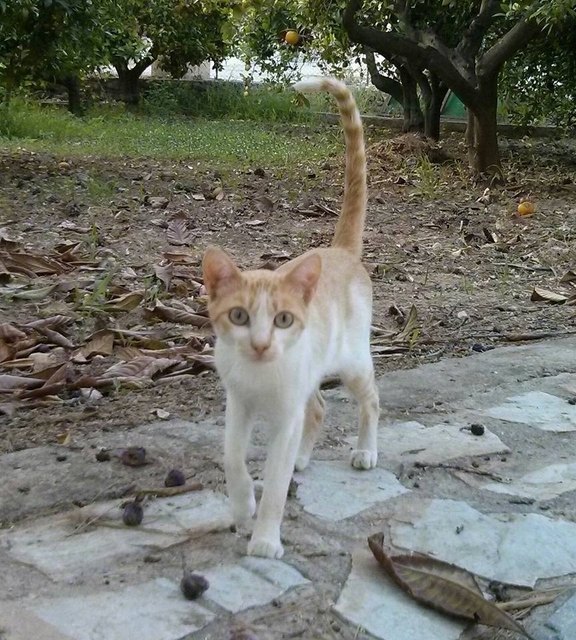 Comienza la campaña oficial de vacunación obligatoria anual contra la rabia en perros, gatos y hurones