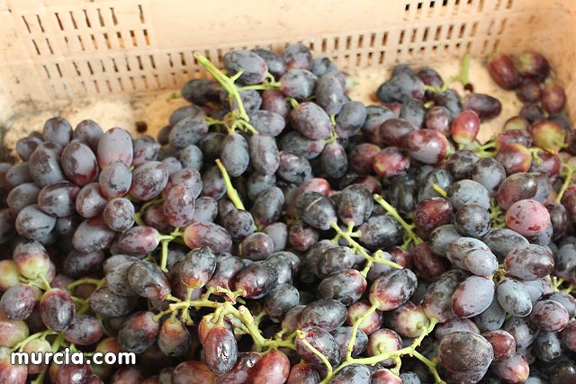 Martínez-Cachá destaca que 'la innovación y el desarrollo sitúan a los productores de uva de mesa murcianos líderes del mercado internacional'