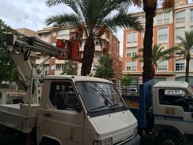 Finalizan los trabajos del plan de poda y mantenimiento de las palmeras en los parques y jardines de Totana