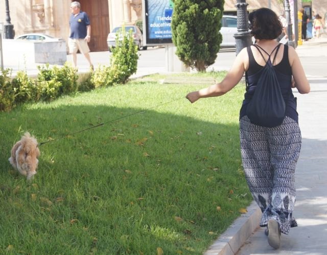 La Concejalía de Sanidad recuerda la obligatoriedad de la vacunación antirrábica de perros, gatos y hurones y de la identificación mediante microchip de los perros