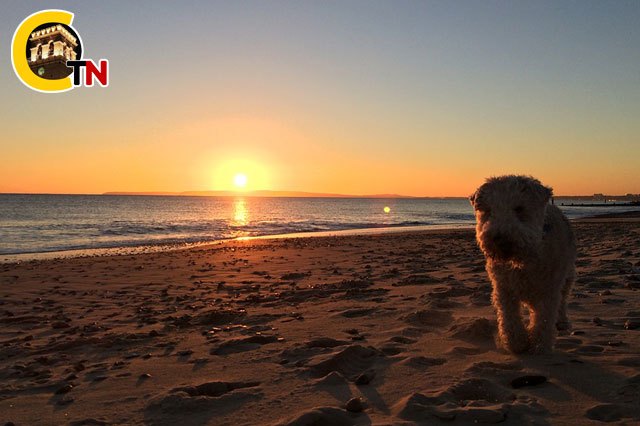 ¿Qué puedo hacer con mi perro estas vacaciones?