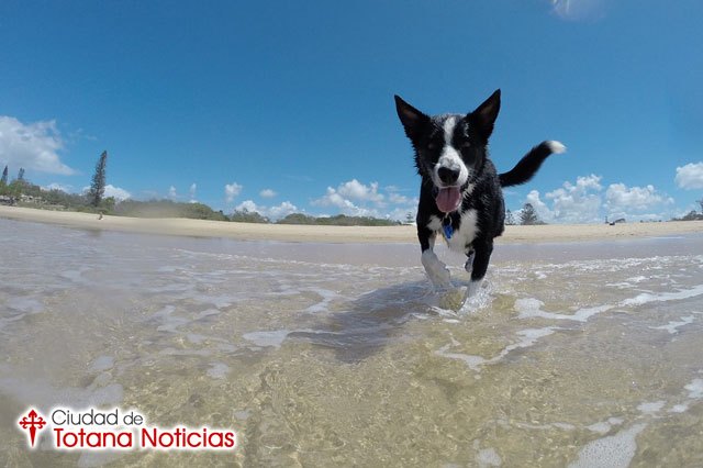 Consejos para el cuidado de los perros en verano