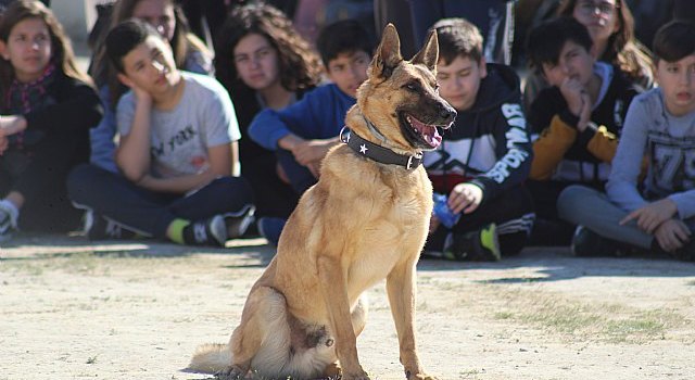 Exhibición canina de animales que trabajan para contribuir a la recuperación psicológica de víctimas de violencia de género