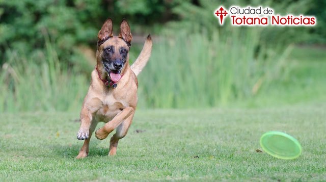 Los mejores deportes para practicar con tu perro en verano