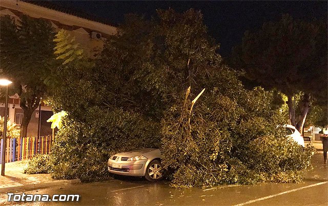 Cae un árbol sobre un coche frente a Cafetería Lolas
