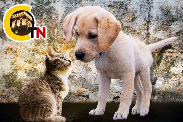 1 de cada 4 españoles ha pensado en regalar un perro o un gato en Navidad