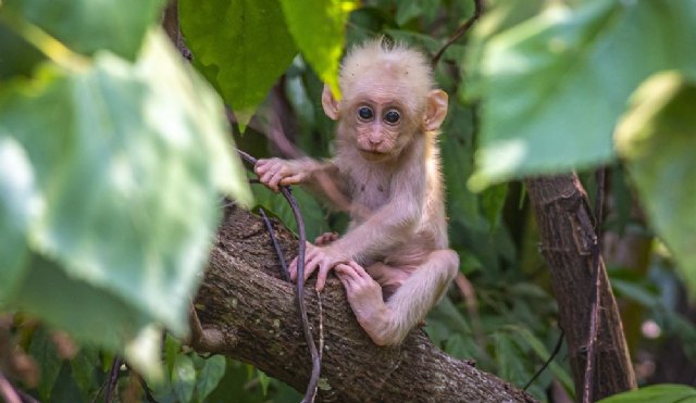 La nueva normativa autonómica de Protección y Derechos de los Animales establece la prohibición de la posesión de algunos animales peligrosos