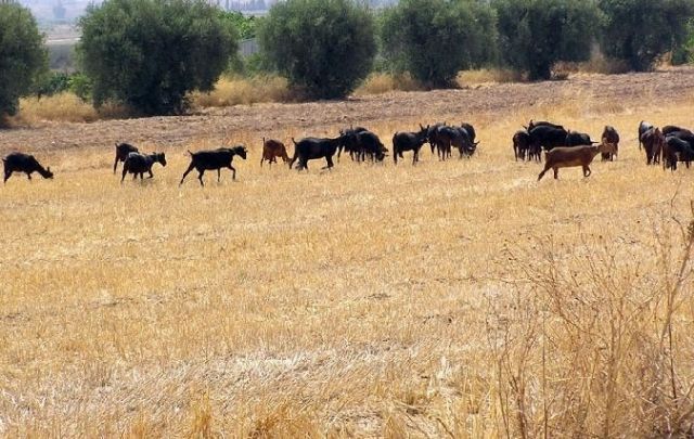 Se inicia el procedimiento para adjudicar los aprovechamientos de pastos en el Cabezo de la Rendija, propiedad del Ayuntamiento de Totana