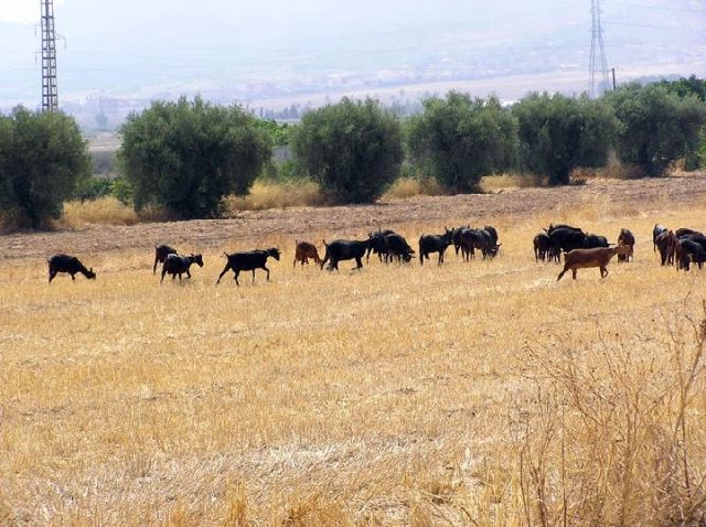 Se convoca el procedimiento para adjudicar los aprovechamientos de pastos de los montes de utilidad pública del Ayuntamiento