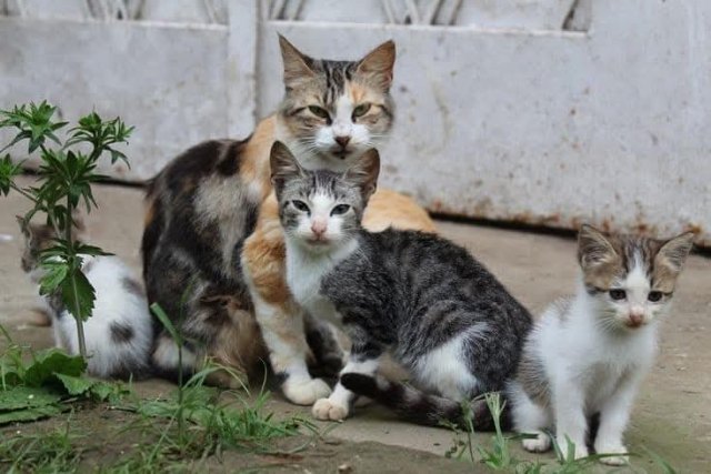 Conceden la subvención de 7.000 euros a la Asociación Espíritu Salvaje (Voz Animal y Natural)