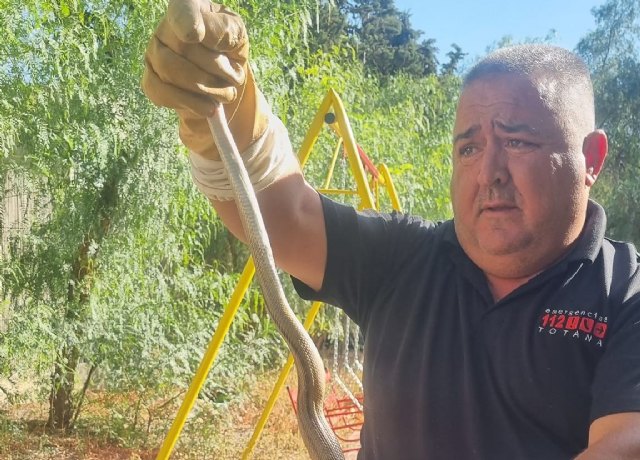 Capturan a una culebra bastarda en una pajarera de Totana