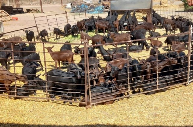 Se realiza una consulta previa sobre la aprobación de la Ordenanza Municipal reguladora de actividades ganaderas, instalaciones ganaderas de carácter doméstico y núcleos zoológicos