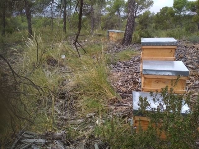Se adjudica el aprovechamiento apícola hasta el 31 de mayo de 2023 de los montes públicos de Totana