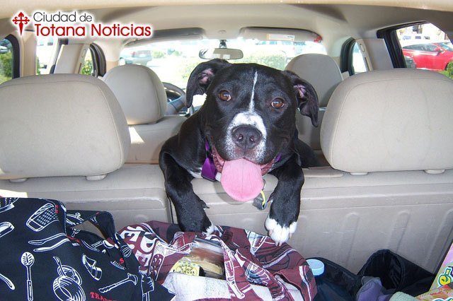 Cómo viajar en verano con tu perro