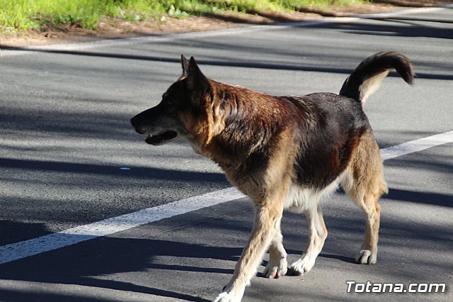 El perro desorientado el pasado 7 de enero en la romería / Totana.com