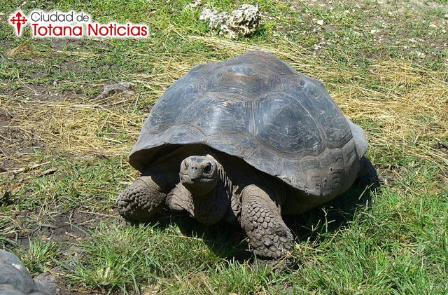 Los animales que viven más que los seres humanos