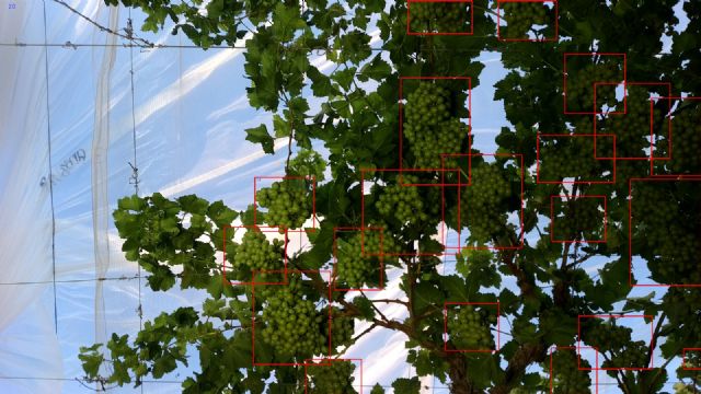 Moyca emplea la inteligencia artificial para predecir el volumen de su cosecha