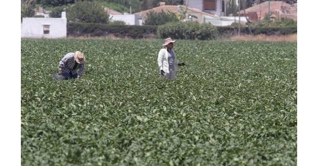 Procedimiento para trabajar en el sector agrario en virtud de la normativa establecida en el estado de alarma