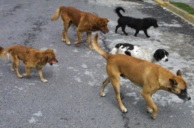 Se adjudica el contrato de servicios para la recogida de animales abandonados, vagabundos o extraviados, y retirada y gestión de animales muertos