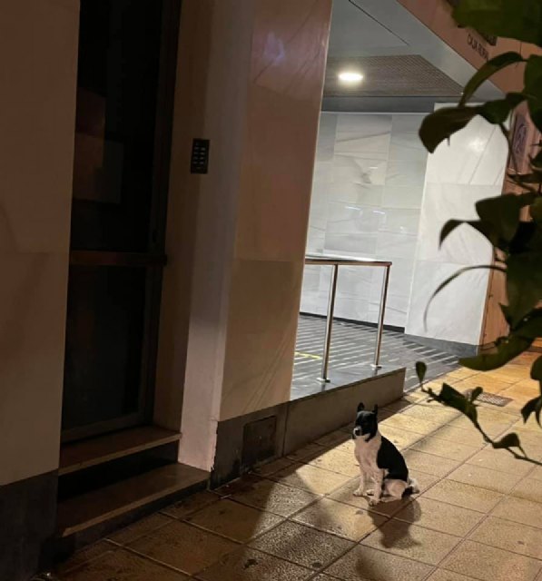 La lealtad de un perro