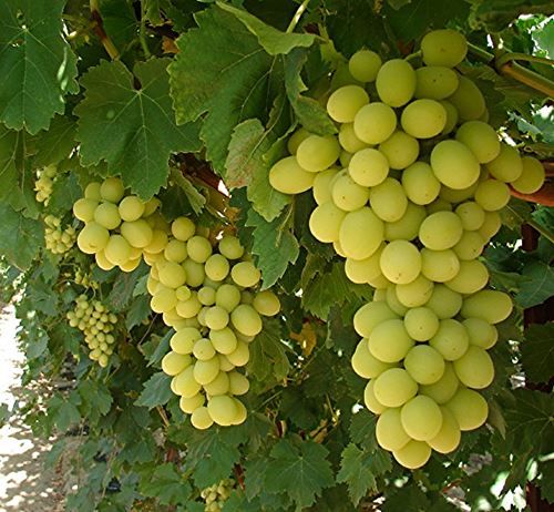 El gobierno regional pone en marcha ayudas de hasta 70.000 € para jóvenes agricultores con el objetivo de impulsar el relevo generacional