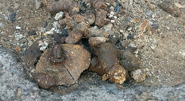 Se estudia analizar el ADN de las cacas de perros, para multar a los propietarios que no eviten actos incívicos en la vía pública