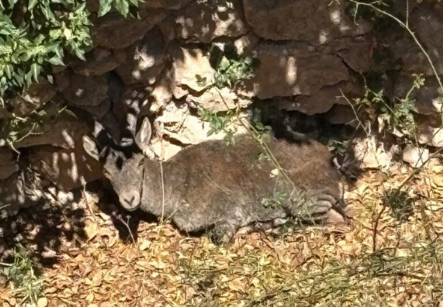 Rescatan a una cabra montesa caída en un pozo de la nieve en Sierra Espuña, en Totana