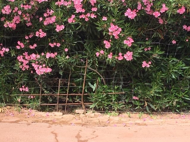 ACUDE denuncia el vallado del Barranco de Enmedio del Purgatorio