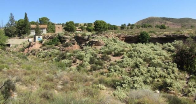 Ganar Totana-IU reclama al Gobierno Regional medidas urgentes para eliminar una especie invasora de cactus en La Aceña del Hierro