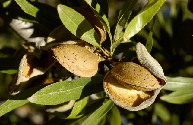 COATO empieza la campaña de la almendra aumentando la exportación al mercado americano