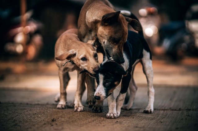 Se tramita el contrato para la gestión de la recogida de animales abandonados, vagabundos o extraviados; y la retirada y transporte de animales muertos