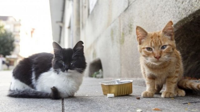 Adjudican el nuevo contrato de recogida de animales abandonados, vagabundos o extraviados; y la retirada, transporte, recogida y gestión de los muertos