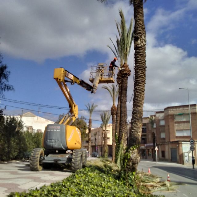 Realizan labores de poda y mantenimiento de la población de palmeras en la vía pública, parques y jardines